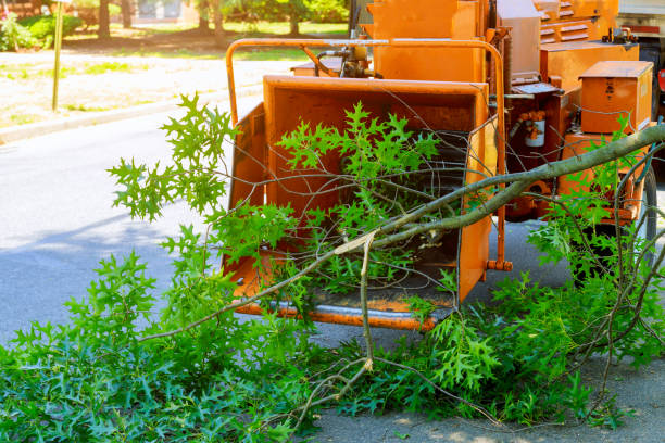 Best Affordable Tree Service  in Erlanger, KY